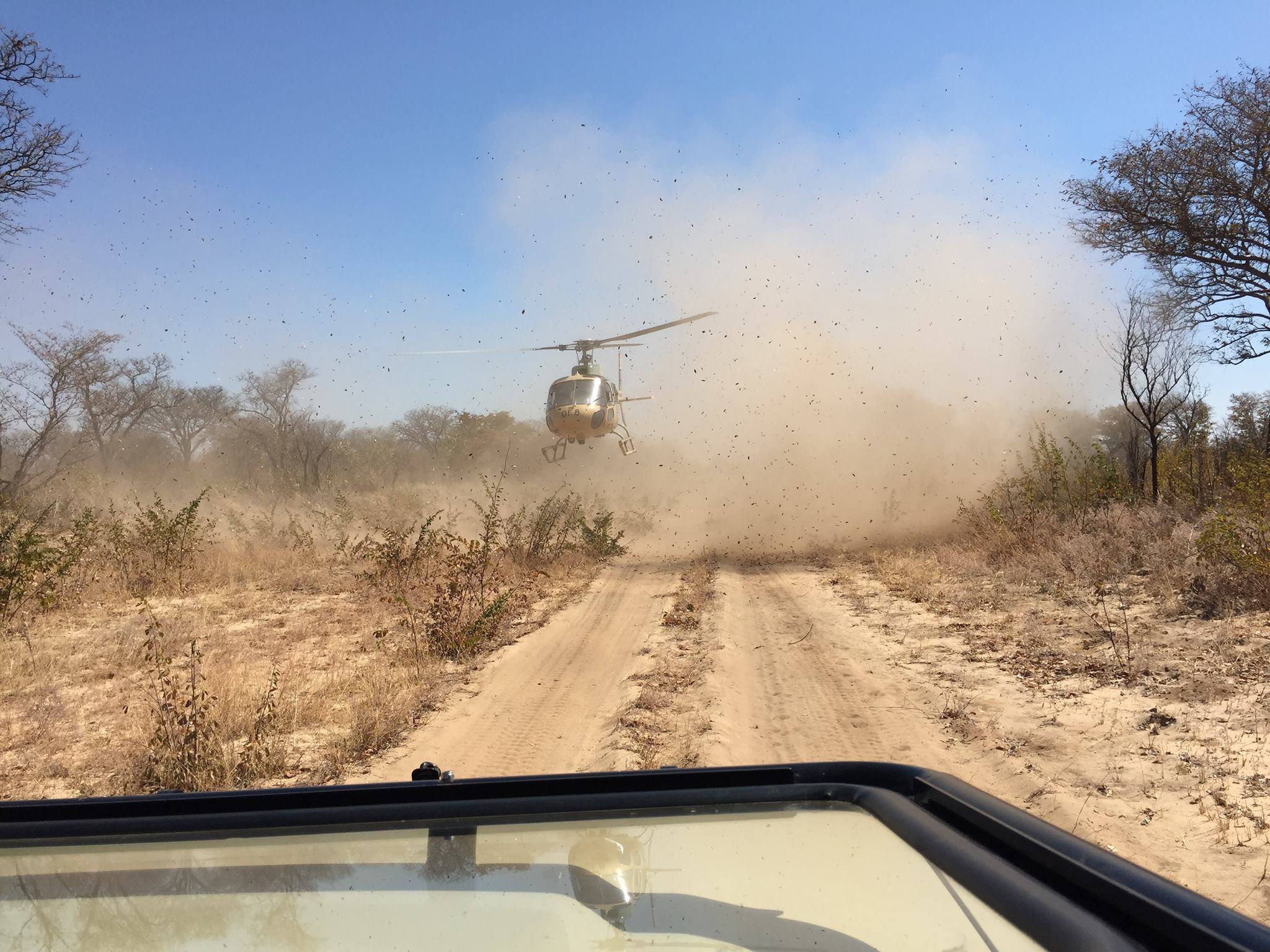 Safari Guide Gets Mistaken As a Poacher... Chopper Appears Out of Nowhere!