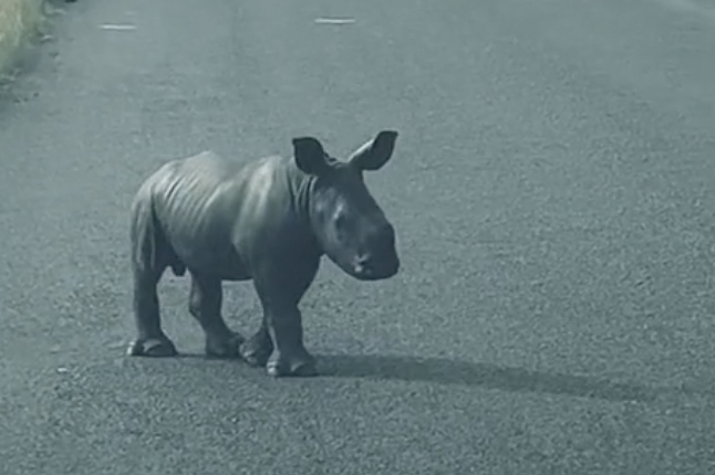 Watch: Newborn Rhino Charms the Internet with Playful Antics