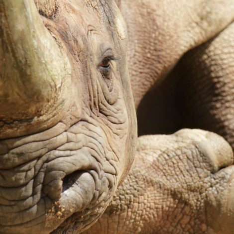 illegal wildlife trade Black Rhino