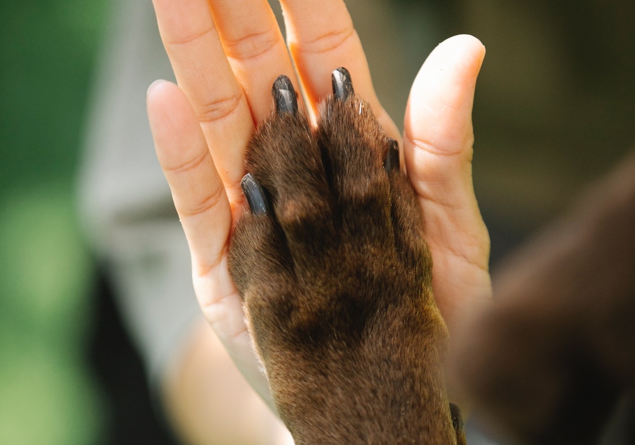 Queenstown Nelspruit Swellendam Heidi Dog SPCA Rabies Thanks pup