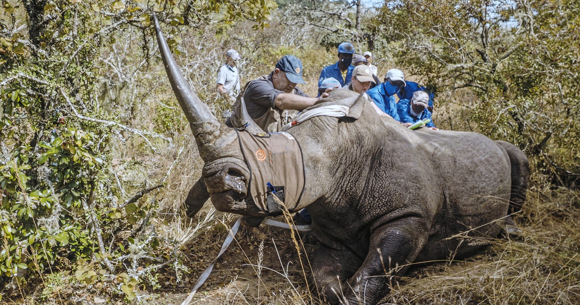Locking Horns With Challenges: How Wildlife Vets Play a Vital Role in Advancing Conservation!