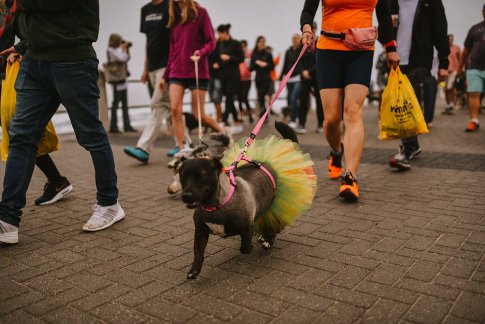 Over 300 dogs are taking to the Sea Point promenade