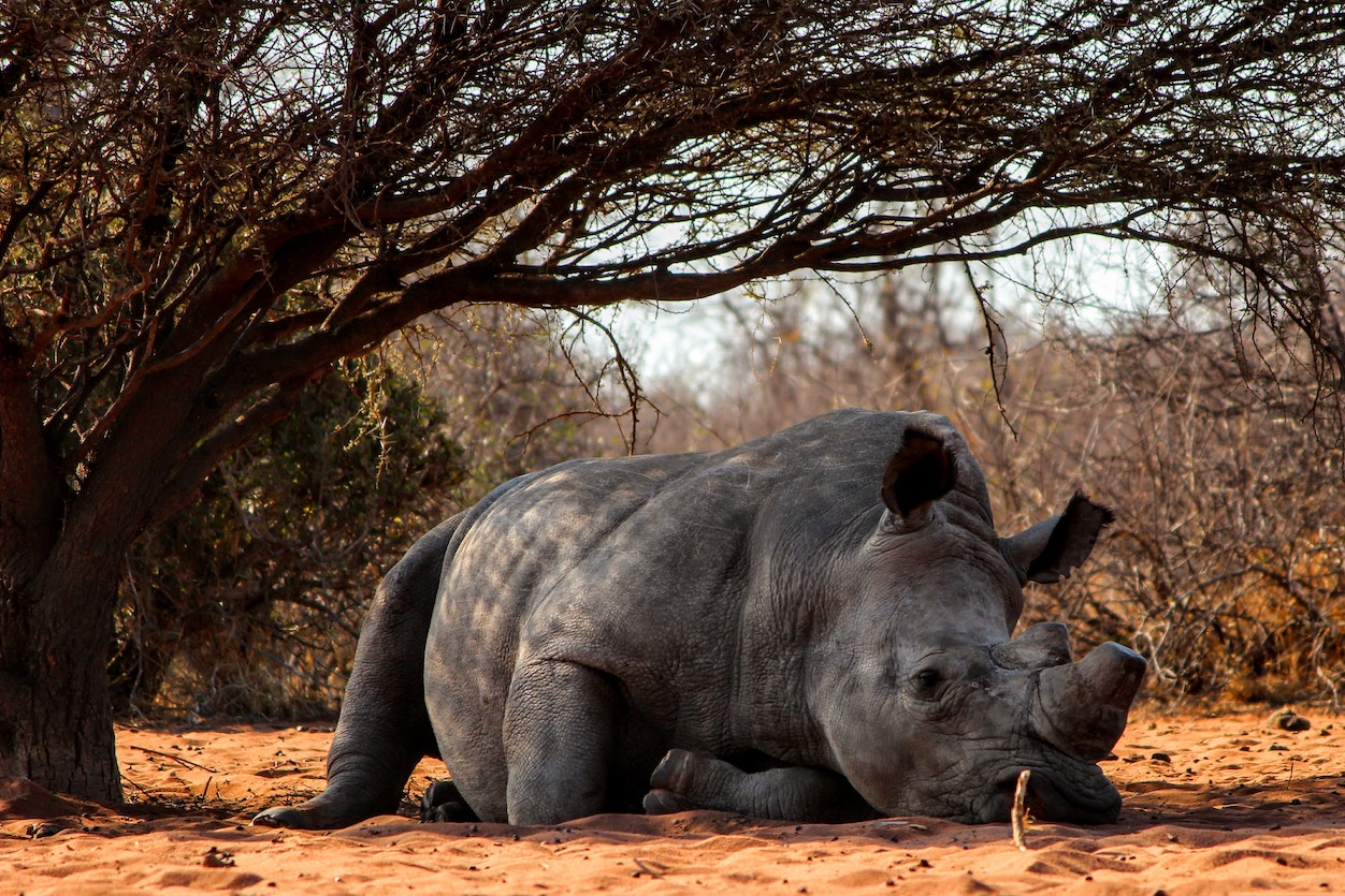 wildlife Rhinos Rhino
