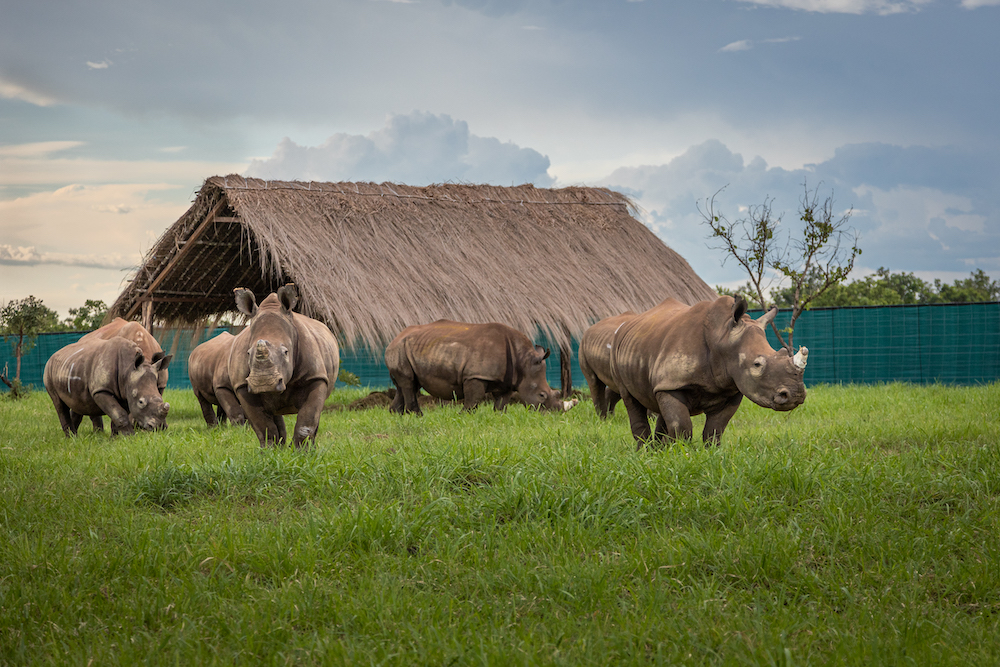 Good News: White Rhino Return to Garamba National Park!